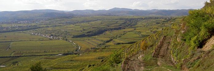 Weinbergrallye